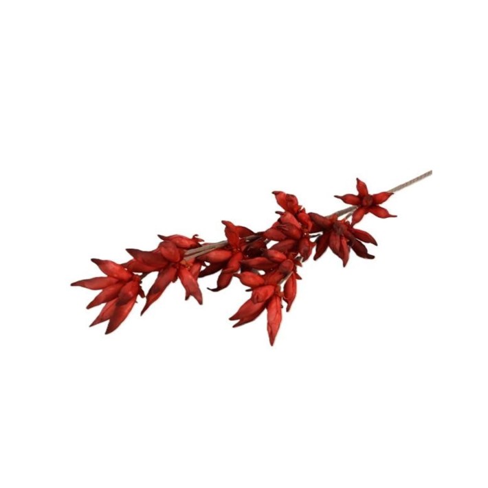 Κλαδί Camasia κόκκινο Η100cm