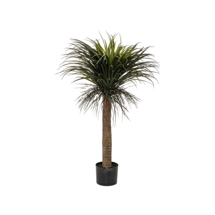 Τροπικό Yucca σε κασπώ Η150cm