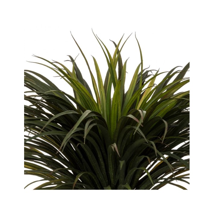 Τροπικό Yucca σε κασπώ Η150cm
