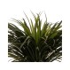 Τροπικό Yucca σε κασπώ Η150cm